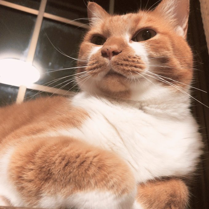 f:id:nekoja-peterpan:20200918211453j:plain