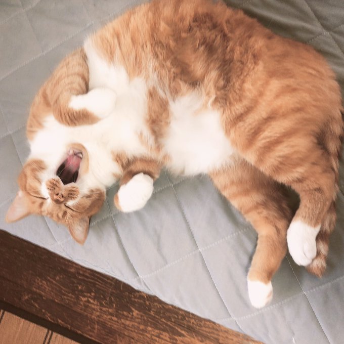 f:id:nekoja-peterpan:20200918211502j:plain