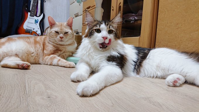 f:id:nekoja-peterpan:20200929163112j:plain