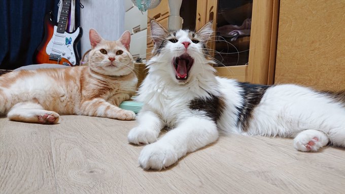 f:id:nekoja-peterpan:20200929163120j:plain