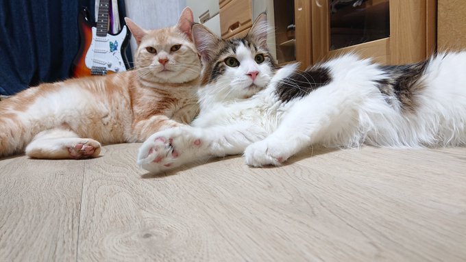 f:id:nekoja-peterpan:20200929163128j:plain