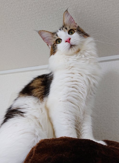 f:id:nekoja-peterpan:20200929163234j:plain