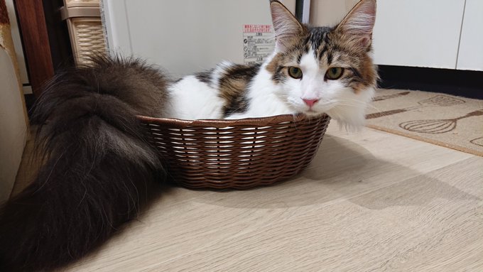 f:id:nekoja-peterpan:20200929163346j:plain