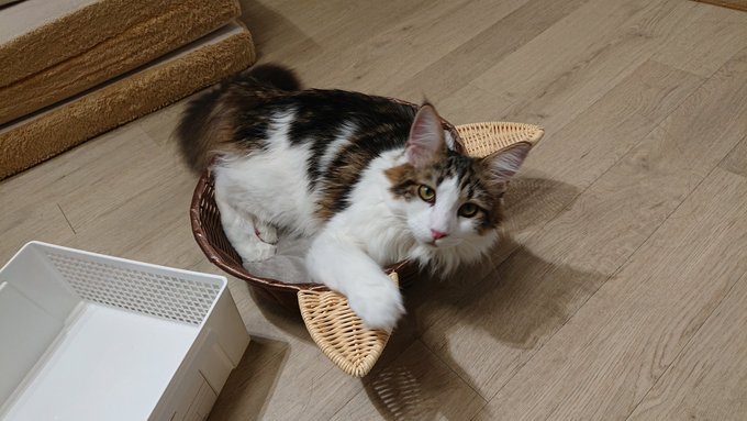 f:id:nekoja-peterpan:20200929163355j:plain