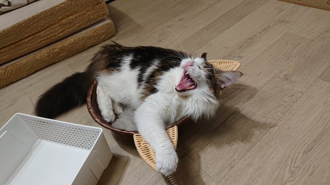 f:id:nekoja-peterpan:20200929163404j:plain