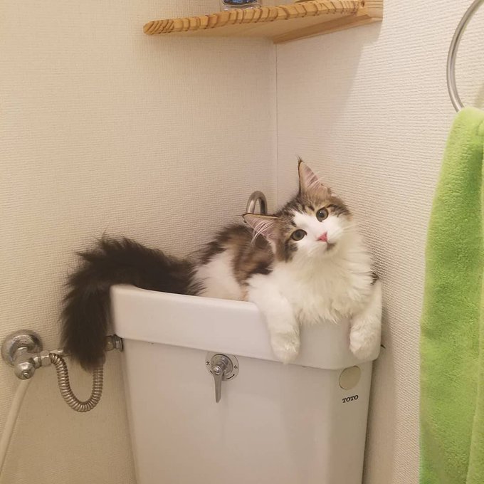 f:id:nekoja-peterpan:20200929163515j:plain