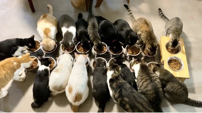 f:id:nekoja-peterpan:20200929212752j:plain f:id:nekoja-peterpan:20200929212752j:plain