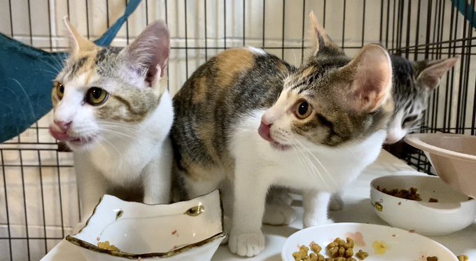 f:id:nekoja-peterpan:20200929212944j:plain f:id:nekoja-peterpan:20200929212944j:plain