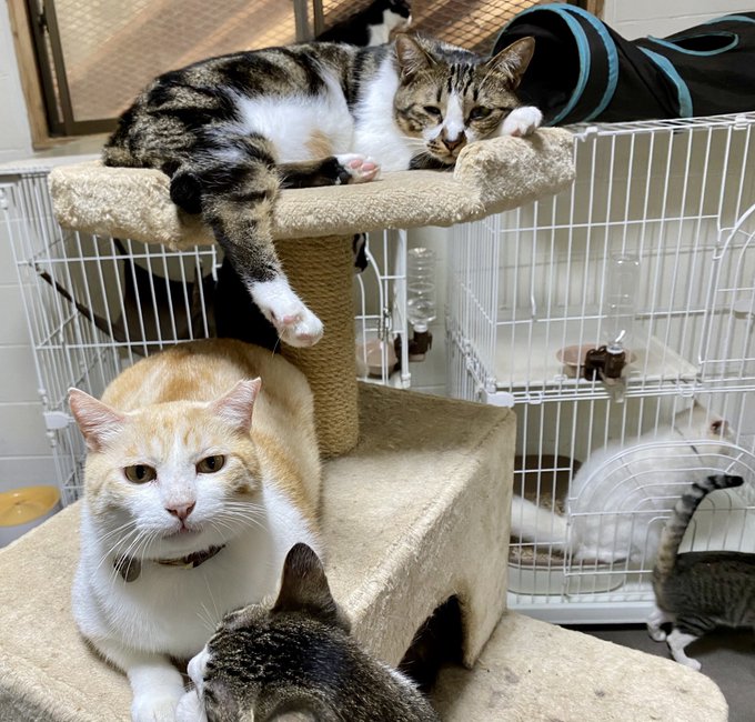 f:id:nekoja-peterpan:20200929212954j:plain f:id:nekoja-peterpan:20200929212954j:plain