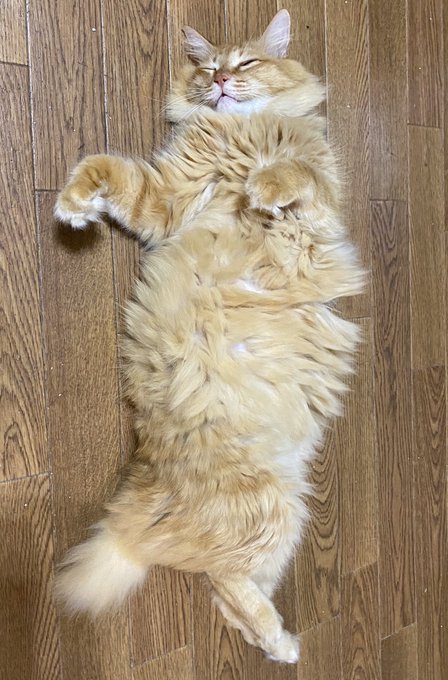 f:id:nekoja-peterpan:20200929213610j:plain f:id:nekoja-peterpan:20200929213610j:plain