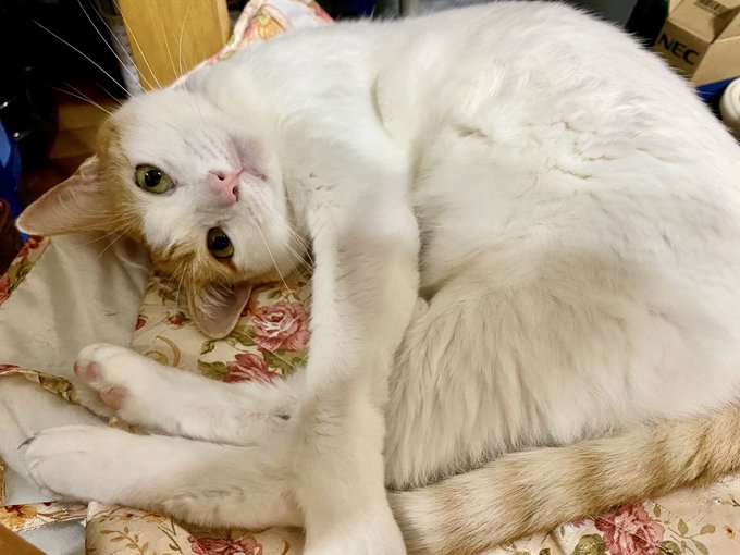 f:id:nekoja-peterpan:20200929213802j:plain f:id:nekoja-peterpan:20200929213802j:plain