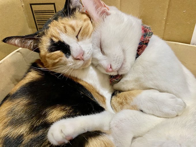 f:id:nekoja-peterpan:20200929214424j:plain f:id:nekoja-peterpan:20200929214424j:plain