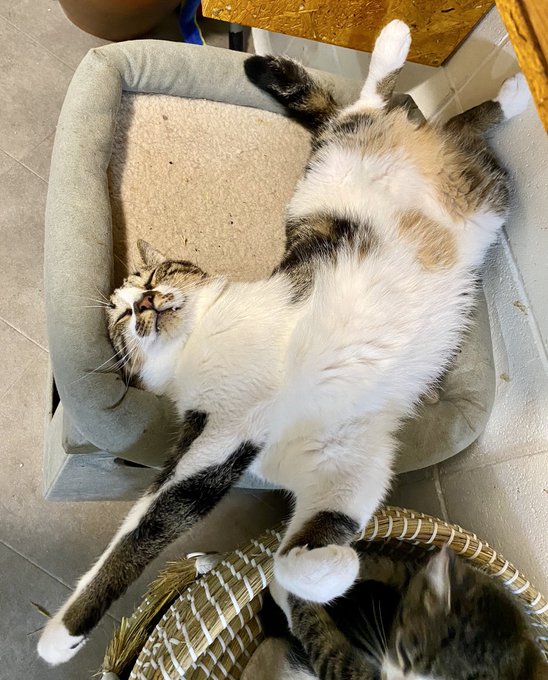 f:id:nekoja-peterpan:20200929222647j:plain f:id:nekoja-peterpan:20200929222647j:plain