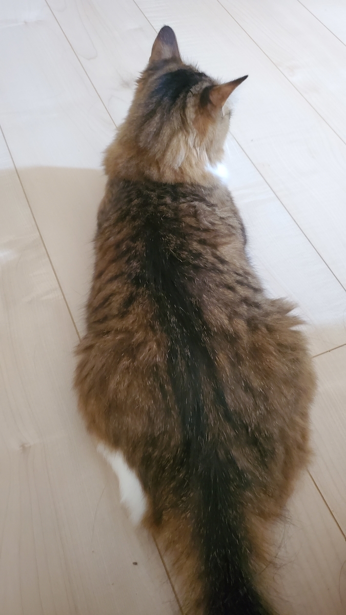 f:id:nekoja-peterpan:20201001212614j:plain