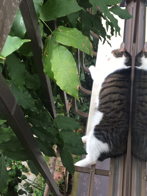 f:id:nekoja-peterpan:20201004165009j:plain f:id:nekoja-peterpan:20201004165009j:plain