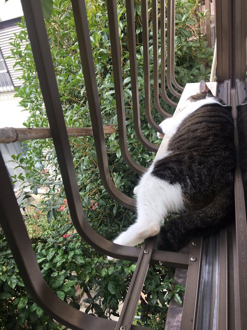 f:id:nekoja-peterpan:20201004165119j:plain f:id:nekoja-peterpan:20201004165119j:plain