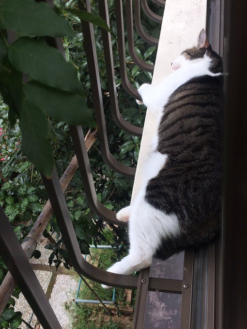 f:id:nekoja-peterpan:20201004165306j:plain f:id:nekoja-peterpan:20201004165306j:plain