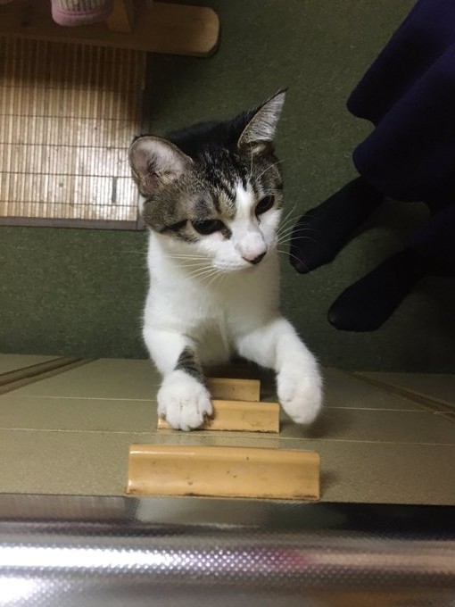 f:id:nekoja-peterpan:20201004170219j:plain f:id:nekoja-peterpan:20201004170219j:plain