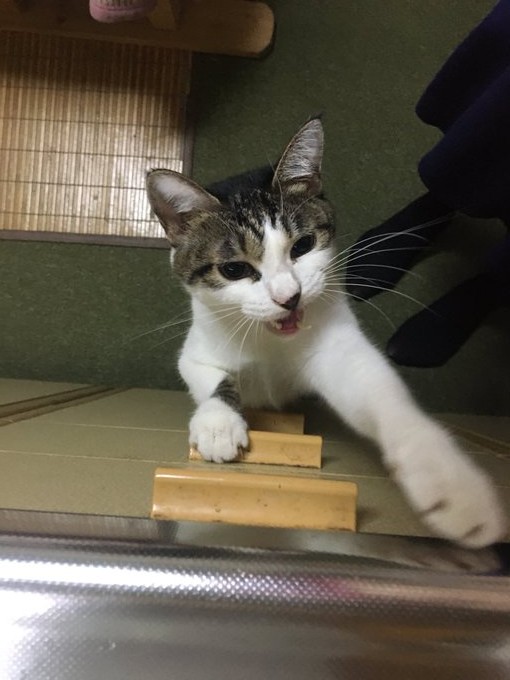 f:id:nekoja-peterpan:20201004170239j:plain f:id:nekoja-peterpan:20201004170239j:plain