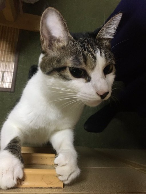 f:id:nekoja-peterpan:20201004170249j:plain f:id:nekoja-peterpan:20201004170249j:plain