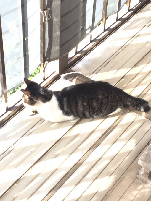 f:id:nekoja-peterpan:20201004171112j:plain f:id:nekoja-peterpan:20201004171112j:plain