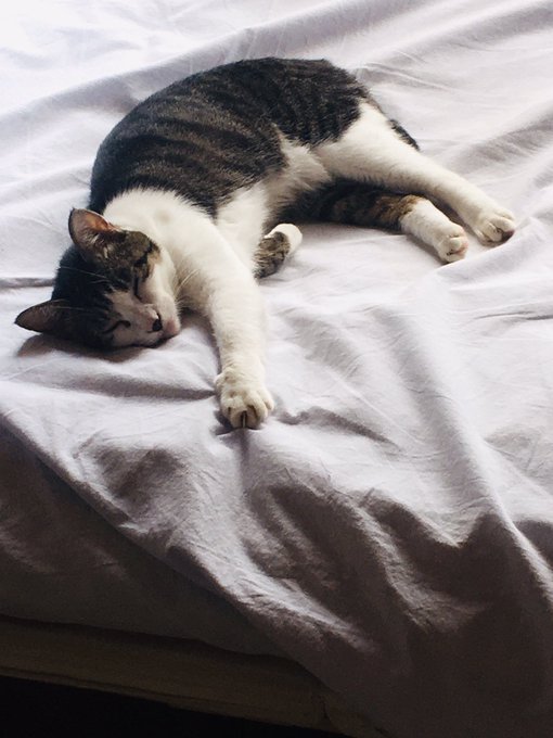 f:id:nekoja-peterpan:20201004171644j:plain f:id:nekoja-peterpan:20201004171644j:plain