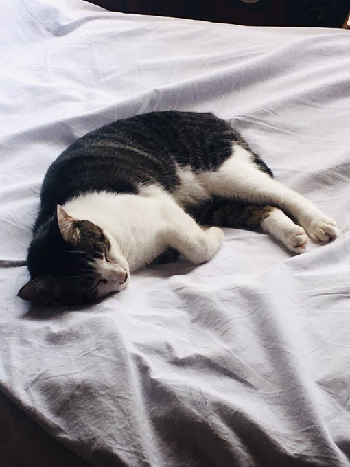 f:id:nekoja-peterpan:20201004171728j:plain f:id:nekoja-peterpan:20201004171728j:plain