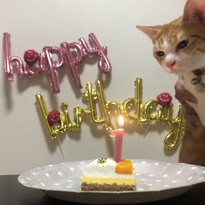 f:id:nekoja-peterpan:20201005065313j:plain f:id:nekoja-peterpan:20201005065313j:plain