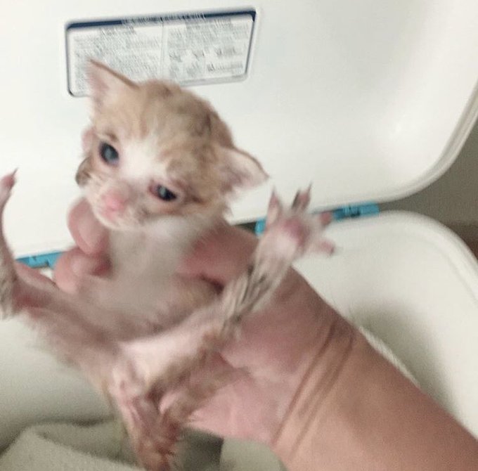 f:id:nekoja-peterpan:20201005065435j:plain f:id:nekoja-peterpan:20201005065435j:plain