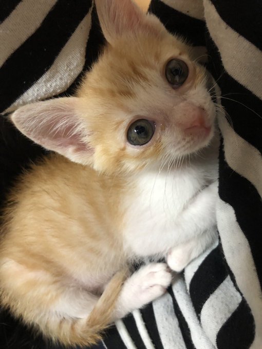 f:id:nekoja-peterpan:20201005065534j:plain f:id:nekoja-peterpan:20201005065534j:plain