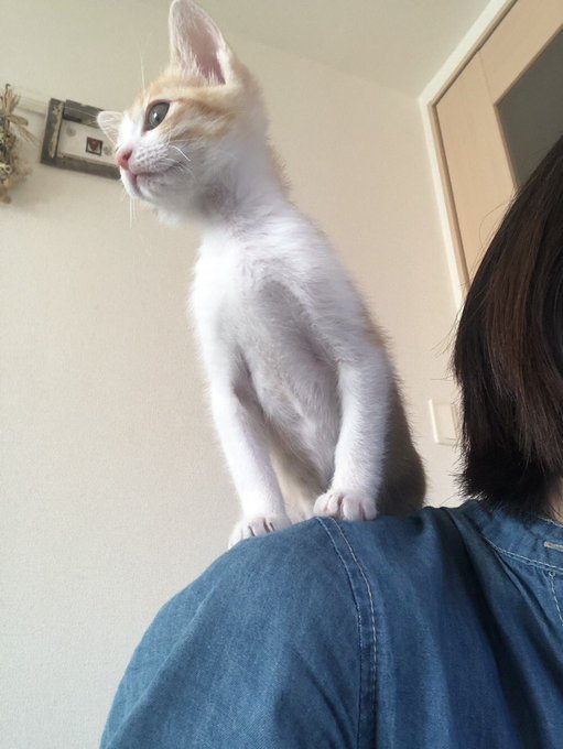 f:id:nekoja-peterpan:20201005065814j:plain f:id:nekoja-peterpan:20201005065814j:plain