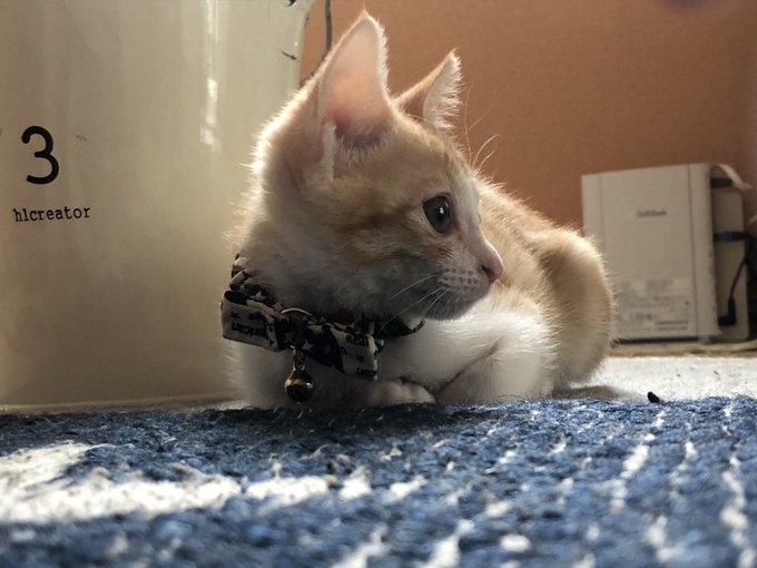 f:id:nekoja-peterpan:20201005070313j:plain f:id:nekoja-peterpan:20201005070313j:plain