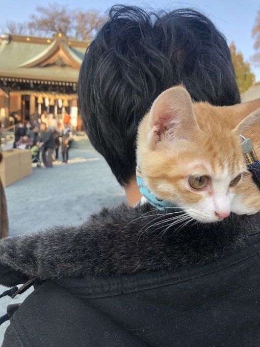 f:id:nekoja-peterpan:20201005070507j:plain f:id:nekoja-peterpan:20201005070507j:plain