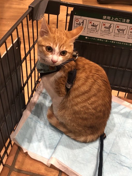 f:id:nekoja-peterpan:20201005070930j:plain f:id:nekoja-peterpan:20201005070930j:plain