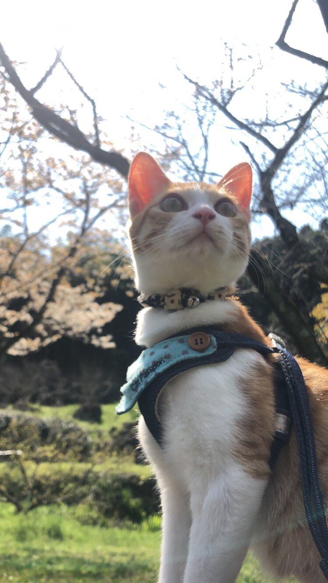 f:id:nekoja-peterpan:20201005071040j:plain f:id:nekoja-peterpan:20201005071040j:plain