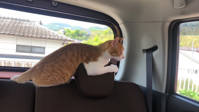 f:id:nekoja-peterpan:20201005071200j:plain f:id:nekoja-peterpan:20201005071200j:plain