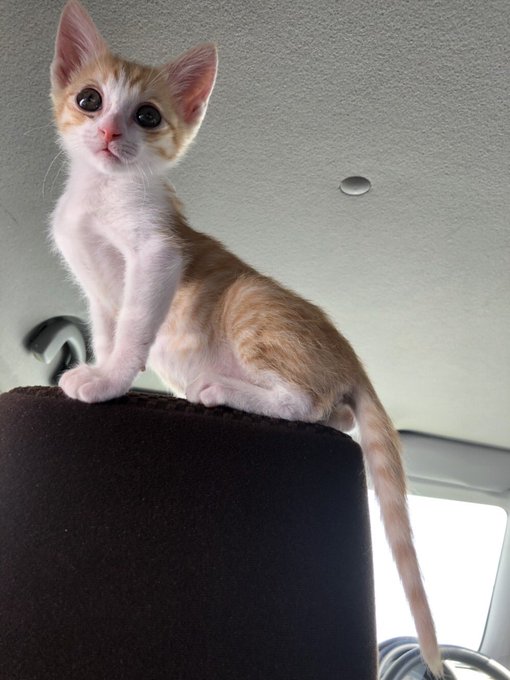 f:id:nekoja-peterpan:20201005071612j:plain f:id:nekoja-peterpan:20201005071612j:plain