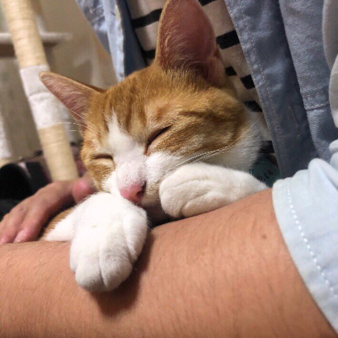 f:id:nekoja-peterpan:20201005071742j:plain f:id:nekoja-peterpan:20201005071742j:plain