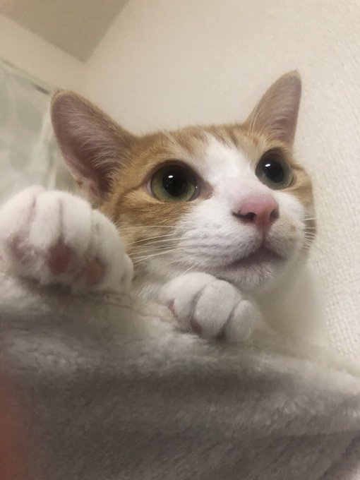 f:id:nekoja-peterpan:20201005071855j:plain f:id:nekoja-peterpan:20201005071855j:plain