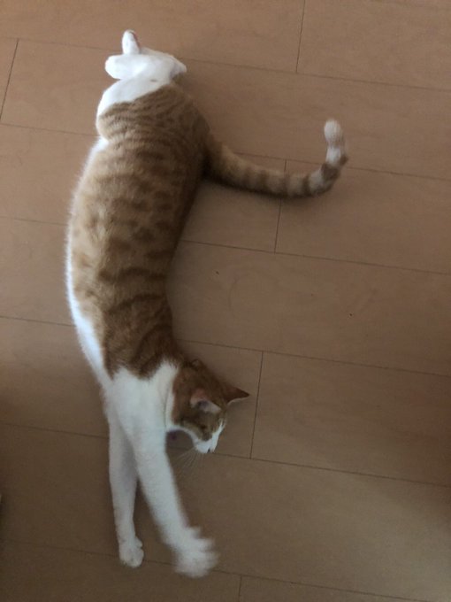 f:id:nekoja-peterpan:20201005072945j:plain f:id:nekoja-peterpan:20201005072945j:plain