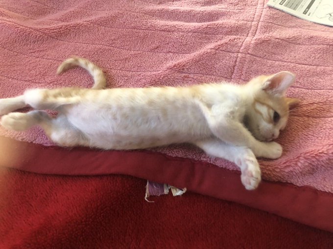 f:id:nekoja-peterpan:20201005073013j:plain f:id:nekoja-peterpan:20201005073013j:plain