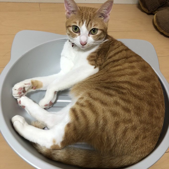 f:id:nekoja-peterpan:20201005073103j:plain f:id:nekoja-peterpan:20201005073103j:plain