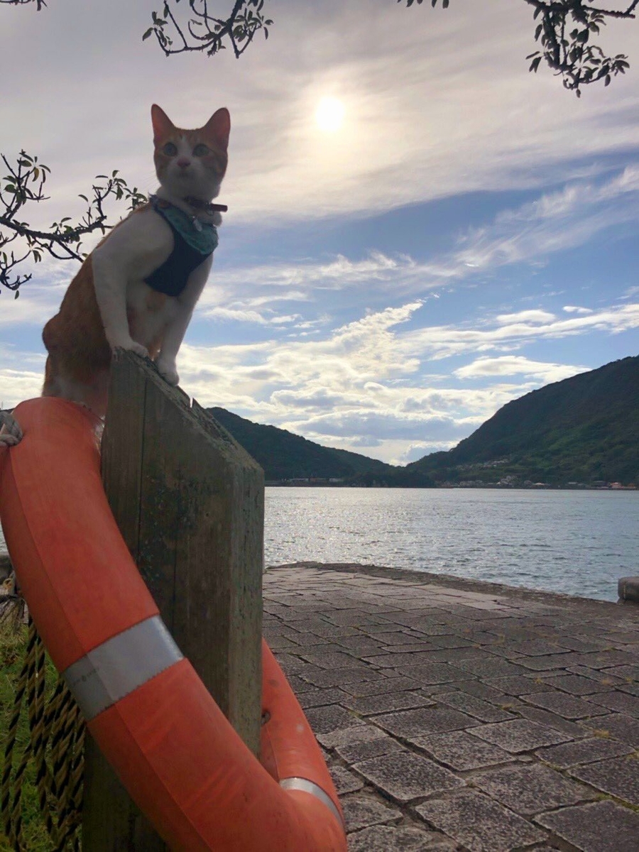 f:id:nekoja-peterpan:20201005073941j:plain f:id:nekoja-peterpan:20201005073941j:plain