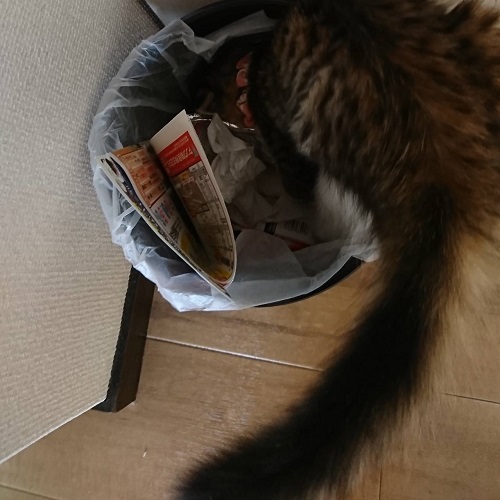 f:id:nekoja-peterpan:20201005185852j:plain