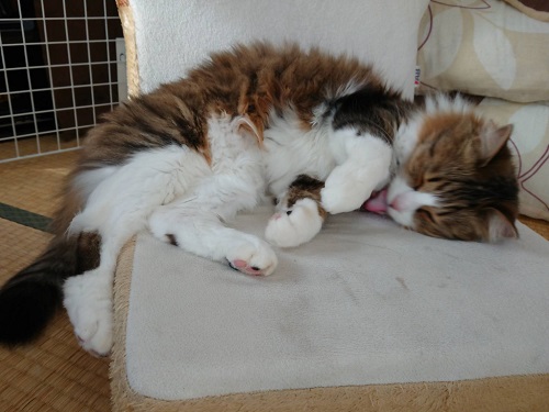 f:id:nekoja-peterpan:20201005185944j:plain