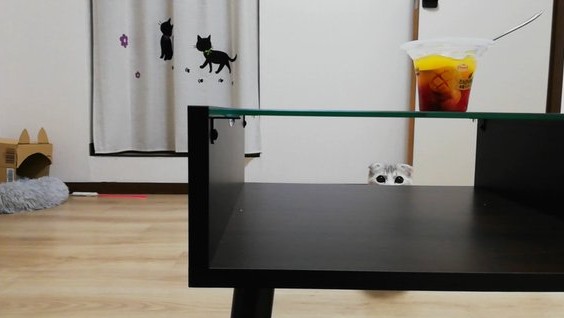 f:id:nekoja-peterpan:20201009155208j:plain f:id:nekoja-peterpan:20201009155208j:plain