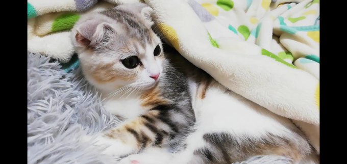 f:id:nekoja-peterpan:20201009155719j:plain f:id:nekoja-peterpan:20201009155719j:plain