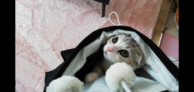 f:id:nekoja-peterpan:20201009161115j:plain f:id:nekoja-peterpan:20201009161115j:plain