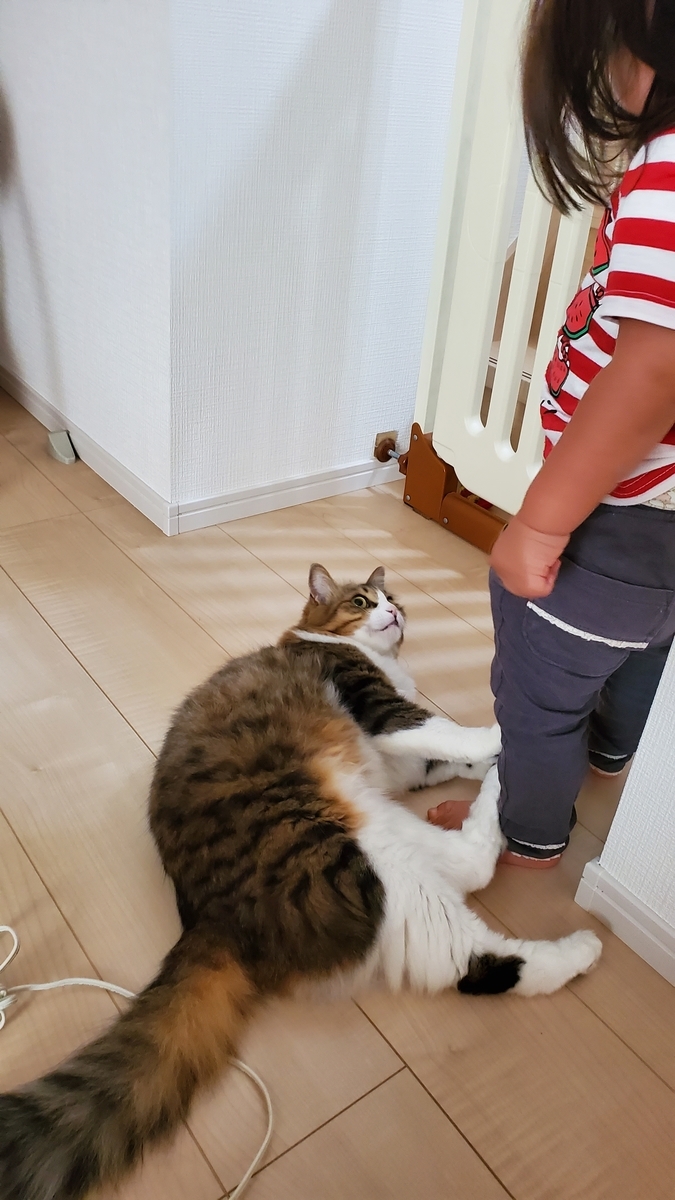 f:id:nekoja-peterpan:20201011134633j:plain f:id:nekoja-peterpan:20201011134633j:plain