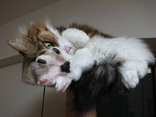 f:id:nekoja-peterpan:20201017010012j:plain